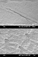 Pig Skin image1